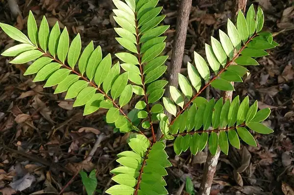 Why Choose Tongkat Ali Extract Powder Over Synthetic Alternatives?